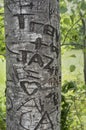 Love heart carved on the tree in LoverÃ¢â¬â¢s Lane, Green Gables Heritage Place, home of the famous writer Lucy Maud Montgomery, auth